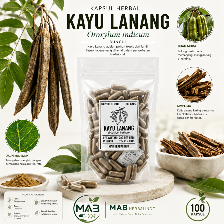KAYU LANANG | Bungli | Indian Trumpet Tree – Membantu Menjaga Sendi & Kenyamanan Pernapasan – Kapsul