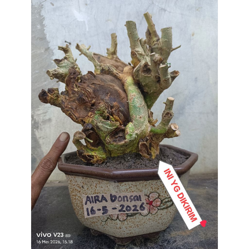 bahan bonsai serut dongkelan besar berkarakter