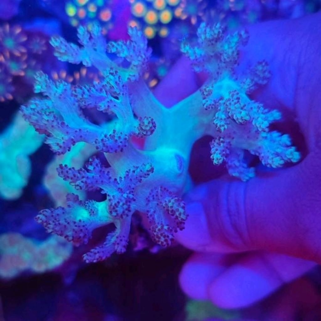seroja bali coral tree easy coral aquarium laut hias