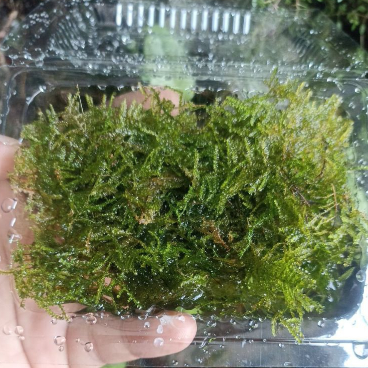 Tanaman aquascape Moss mini Christmas