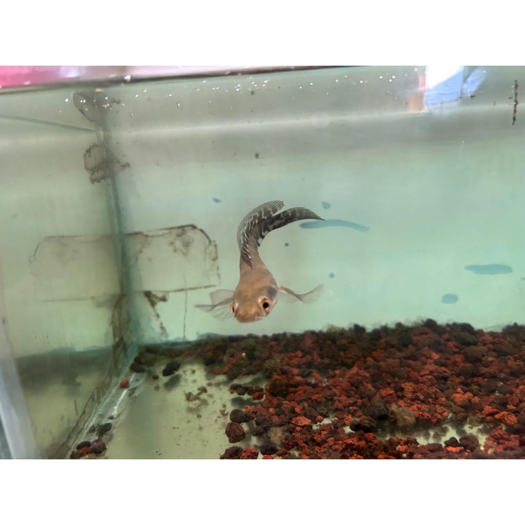 Channa singgel tank maru yellow Sentarum