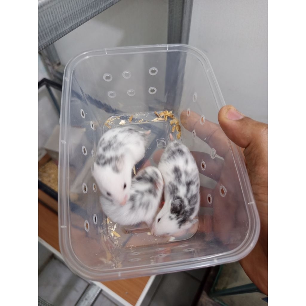 Hamster Fujiyama