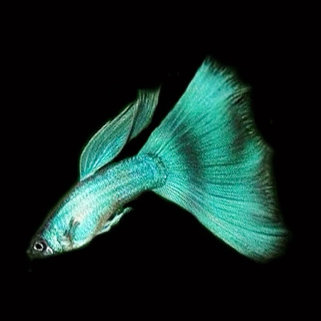 Guppy Green Moscow Sepasang Indukan Produktif Kualitas Bagus