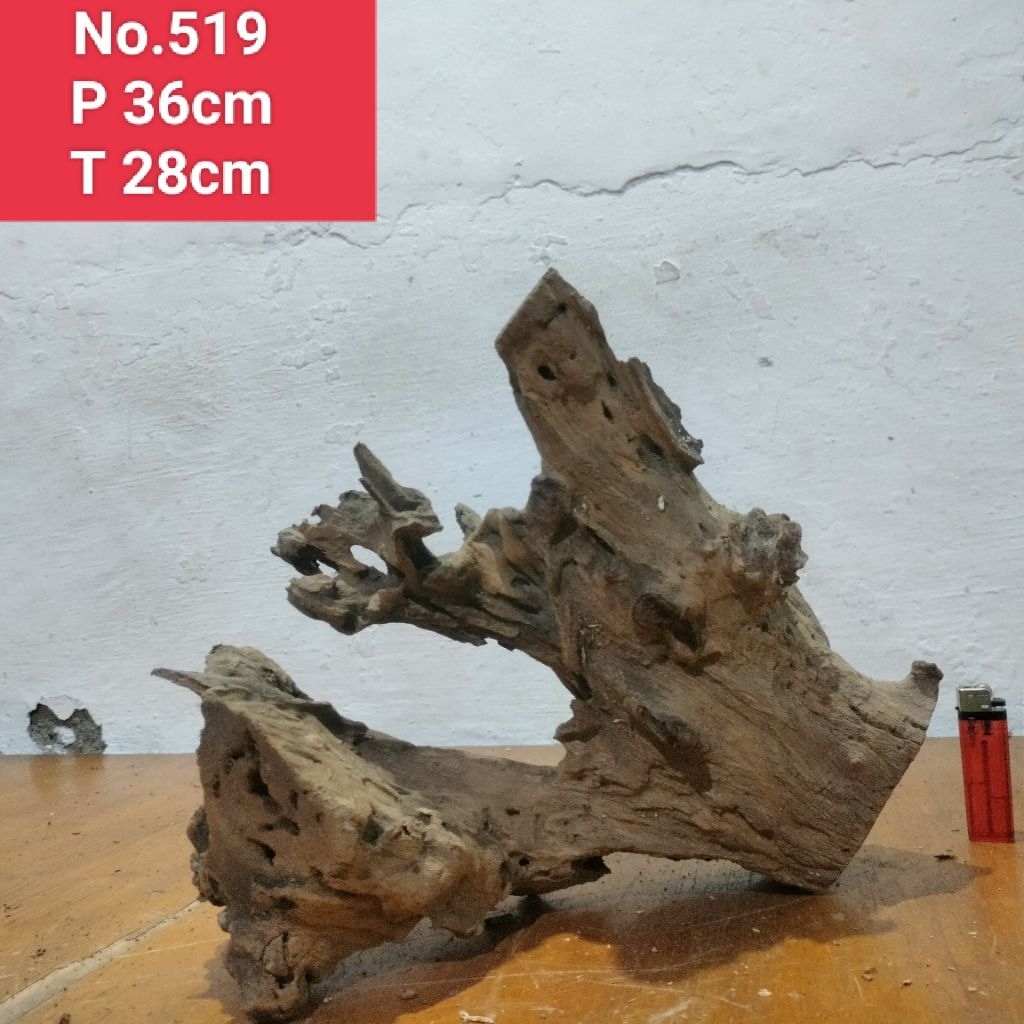 bonggolan akar santigi laut kayu santigi laut 519