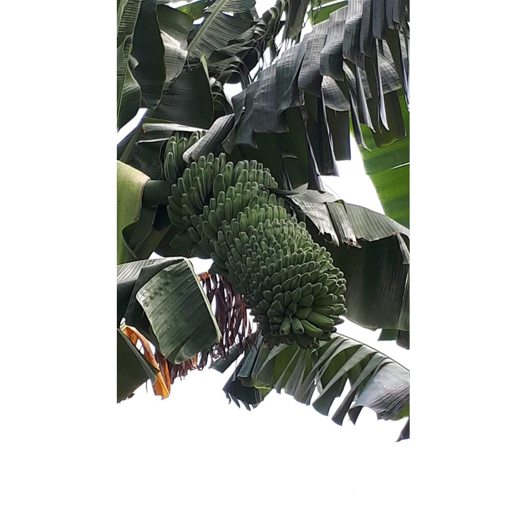 bibit pisang kepok putih