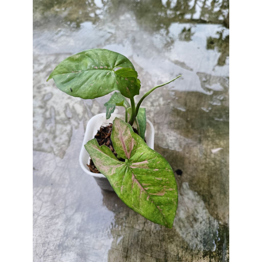 syngonium pink allusion