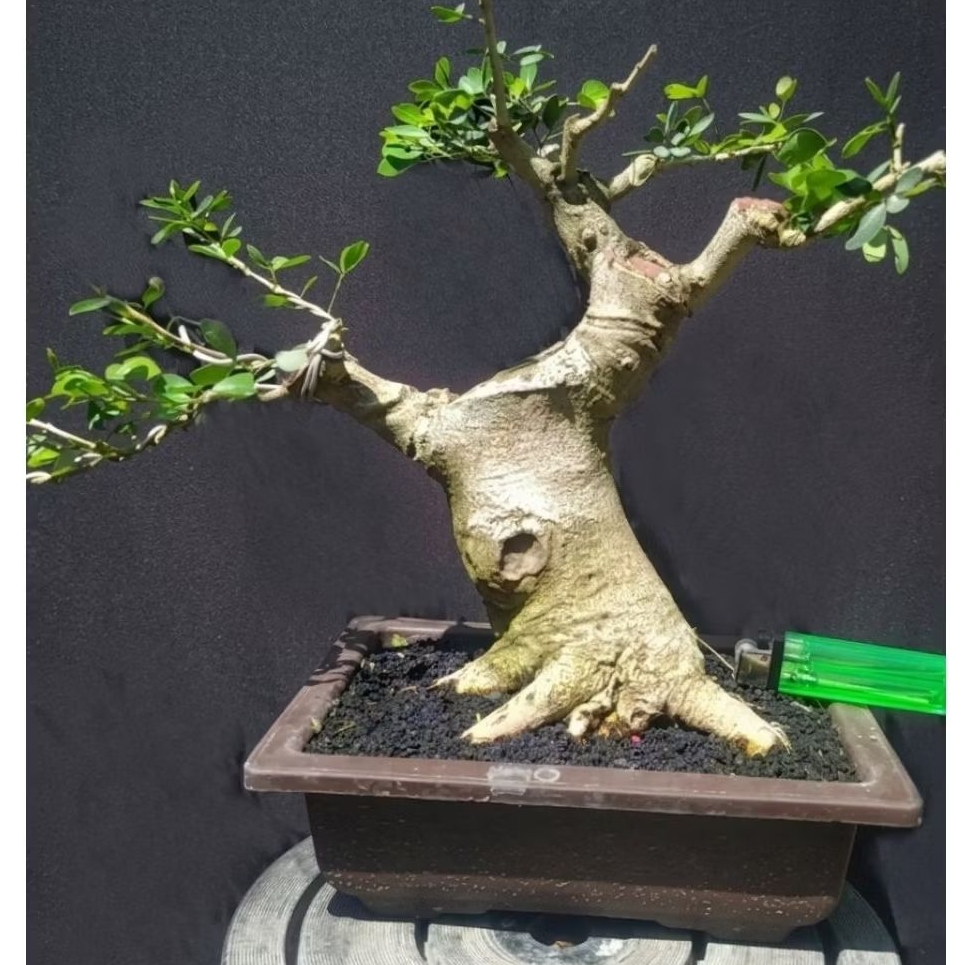 bonsai asem londo / kranji cakep realpict + potnya