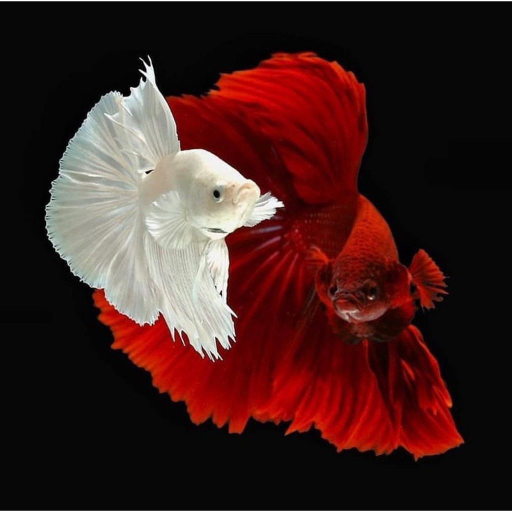 Cupang halfmoon merah putih sepasang