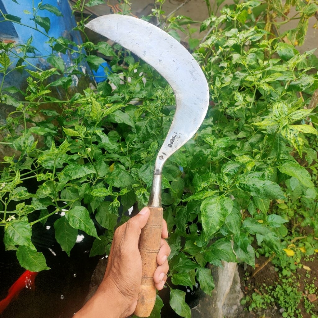 Sabit Arit rumput Model Banturan Malang | Baja Isen Tembus, tajam 2 sisi dan mudah di asah