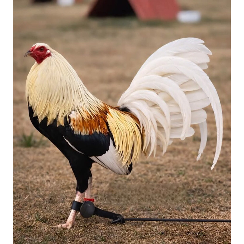 ayam philipin Grey Ori telur fertil untuk ditetaskan