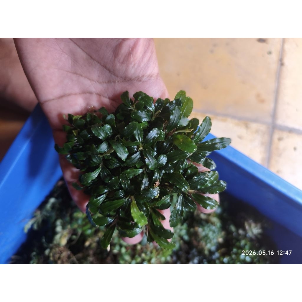 Bucephalandra super mini mikro, buce palandra clum
