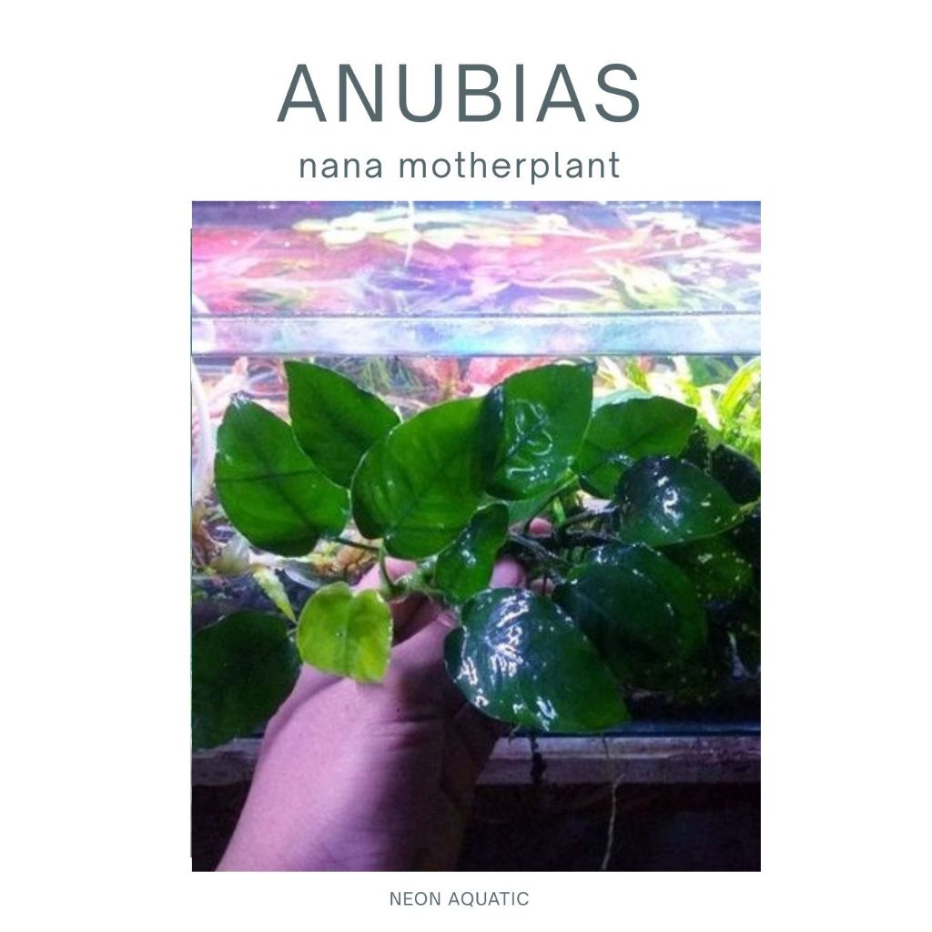 Anubias Nana MP - Anubias Nana Indukan - Tanaman Minipond - terrarium - paludarium - vivarium  Tanam