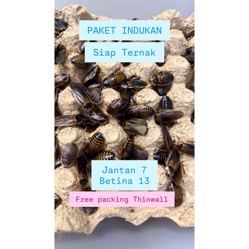Paket indukan kecoa dubia pakan reptil siap ternak free packing thinwall