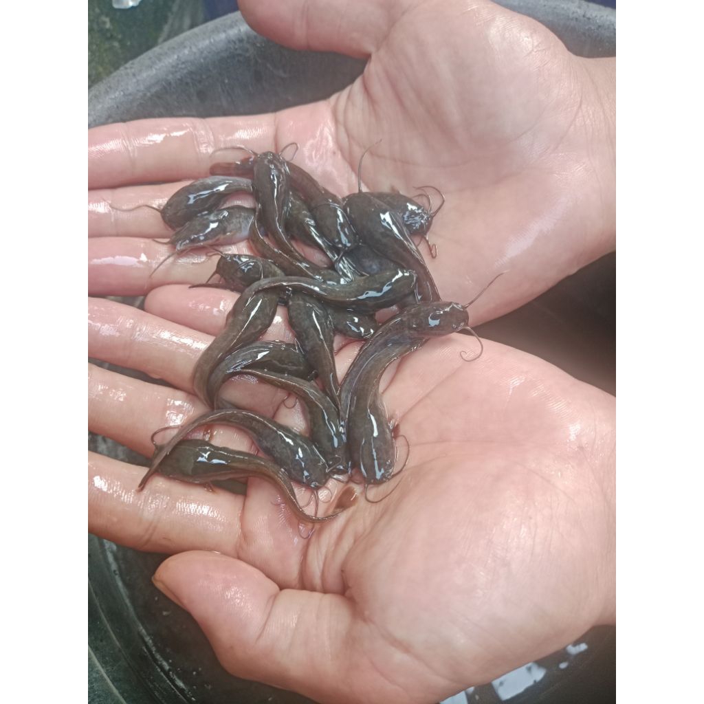 Bibit ikan lele ukuran 5-6 cm paket isi 100 ekor