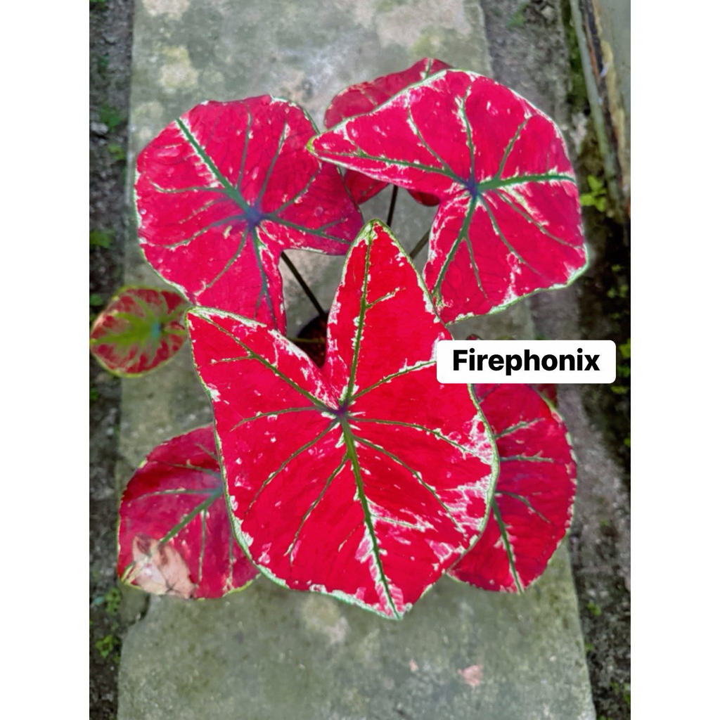 Caladium Firephoenix Thailand series