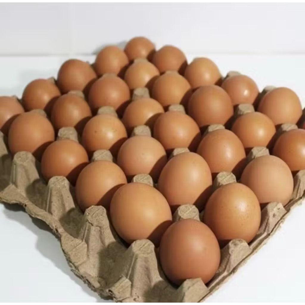 telur ayam negeri 1 kg instan area bekasi bantargebang cileungsi