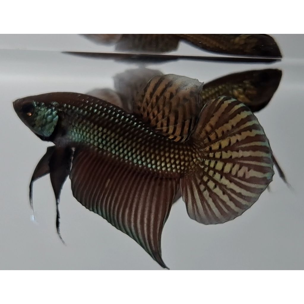 Wild Betta Smaragdina Guitar Copper Spade Tail Size M