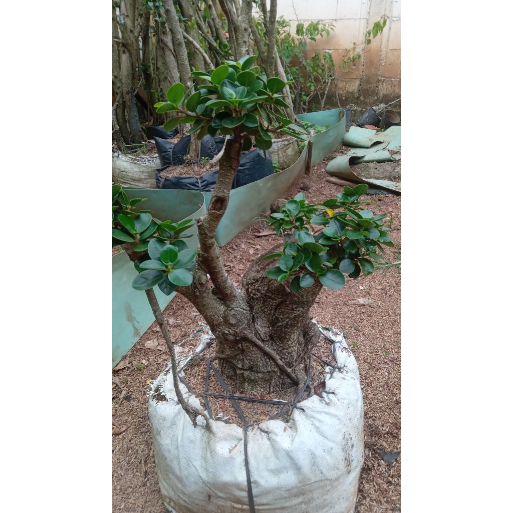 PROMO SPESIAL Beli 1 Gratis 1 Kimeng Daun Dolar Mangkok batang besar, siap koleksi & bonsai.
