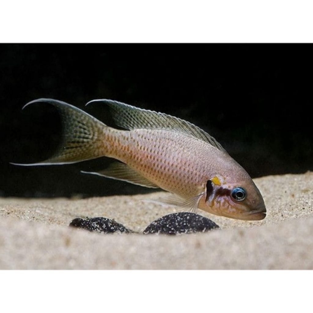 Cichlid NEOLAMPROLOGUS BRICHARDI Cichlid Afrika Tanganyika
