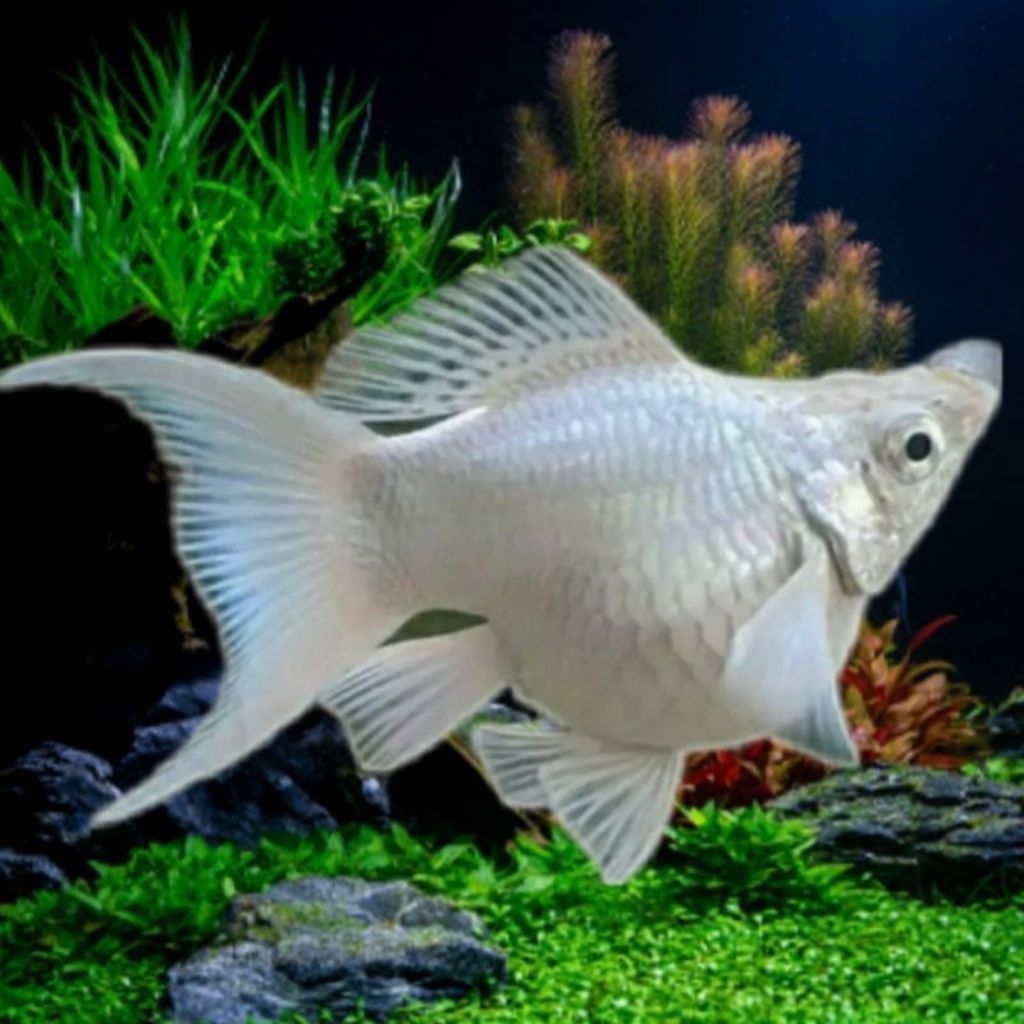Ikan Hias Molly Balon Cawang