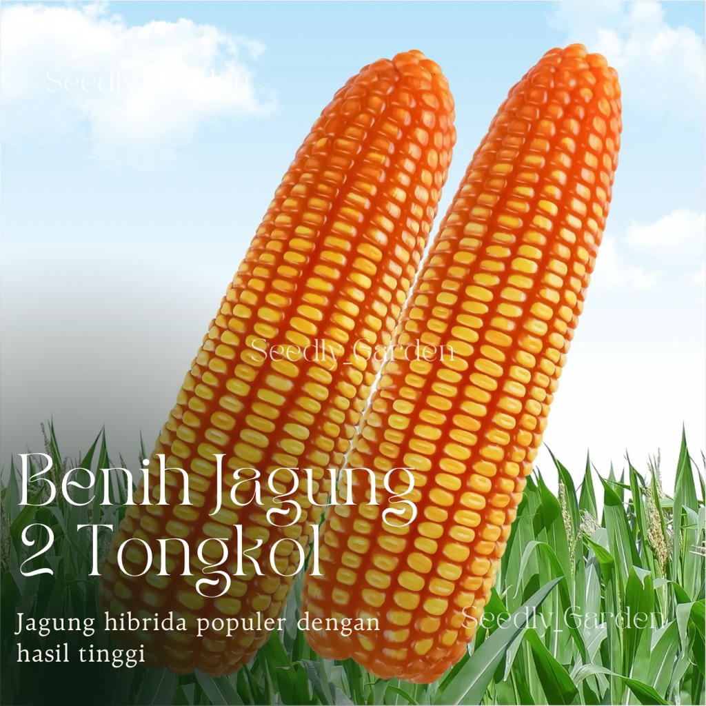 Seedly plant - 100 Butir Benih Tanaman Jagung 2 Tongkol F1 Bisi (Repack)
