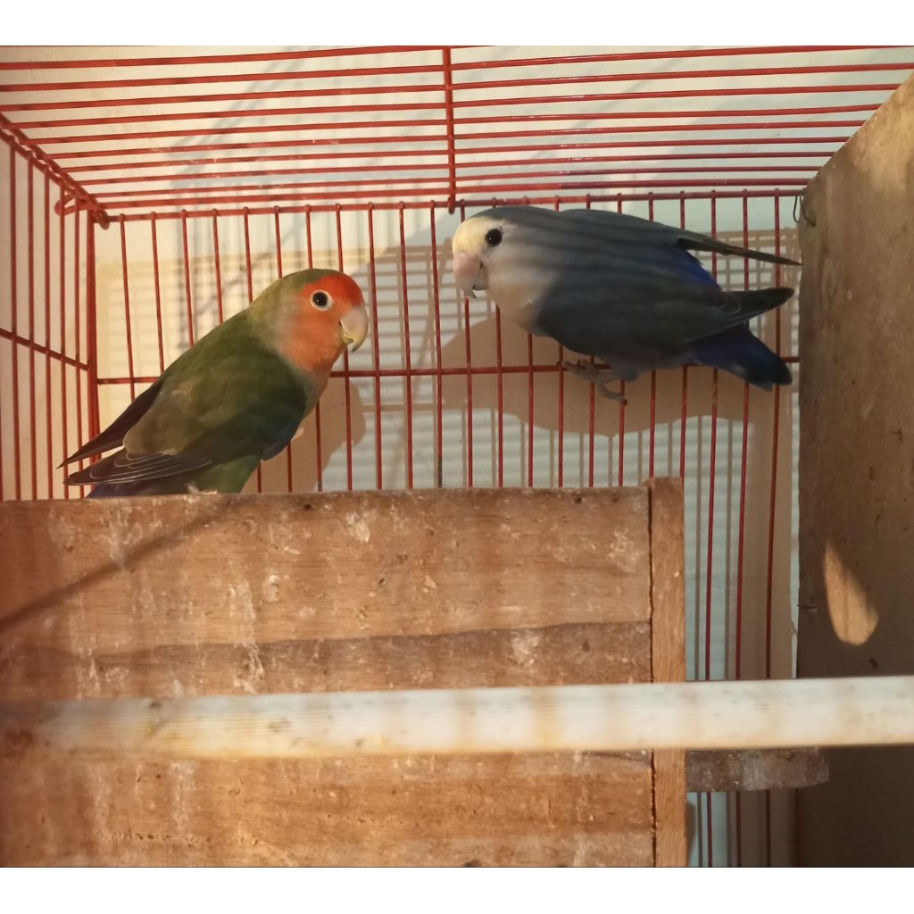 Lovebird nonklep sepasang