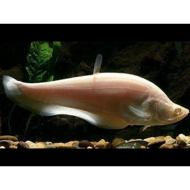 Dekorasi Hiasan Aquarium Belida Albino JUMBO (KHUSUS INSTAN)