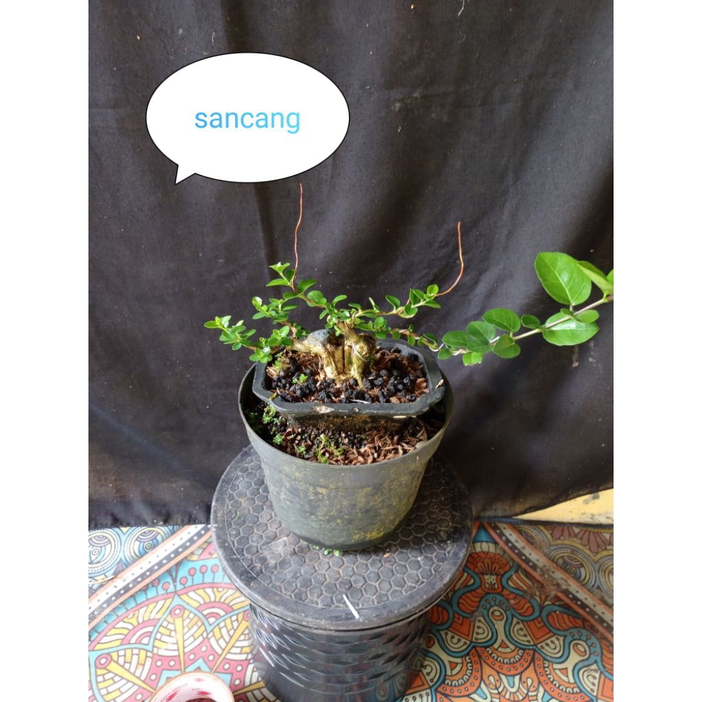 Bonsai mame siap pajang