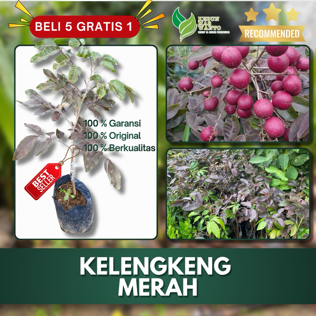 BIBIT KELENGKENG VARIETAS MERAH SUPER-BIBIT BUAH KELENGKENG MERAH-BIBIT KELENGKENG MERAH-KELENGKENG