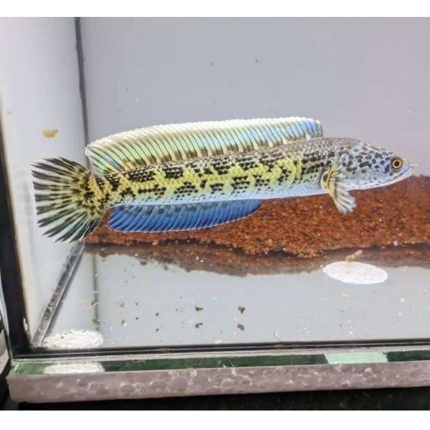 Auranti cb Pulosari, Sehat&Galak size 3-5 cm (isi3pcs)
