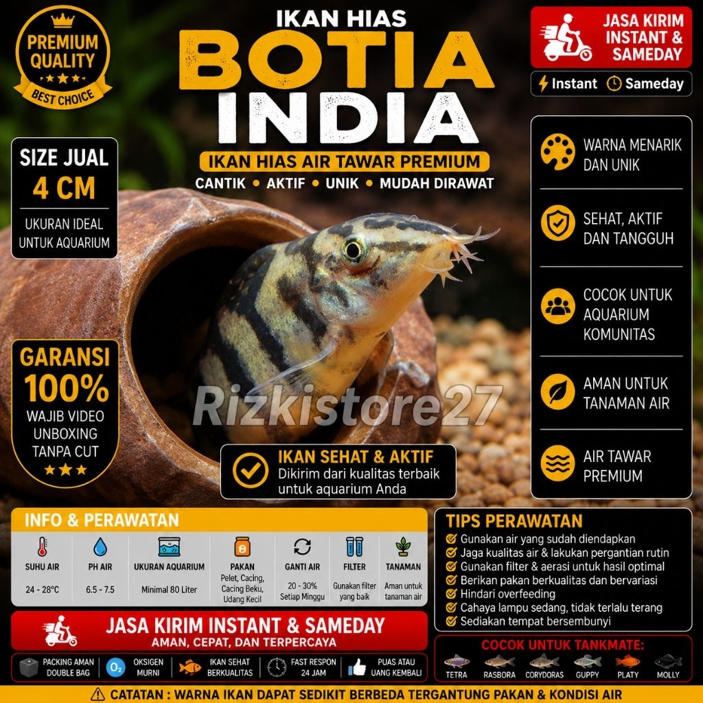 Ikan Hias Botia India Size 4 Cm Botia Loach Aquarium Aquascape