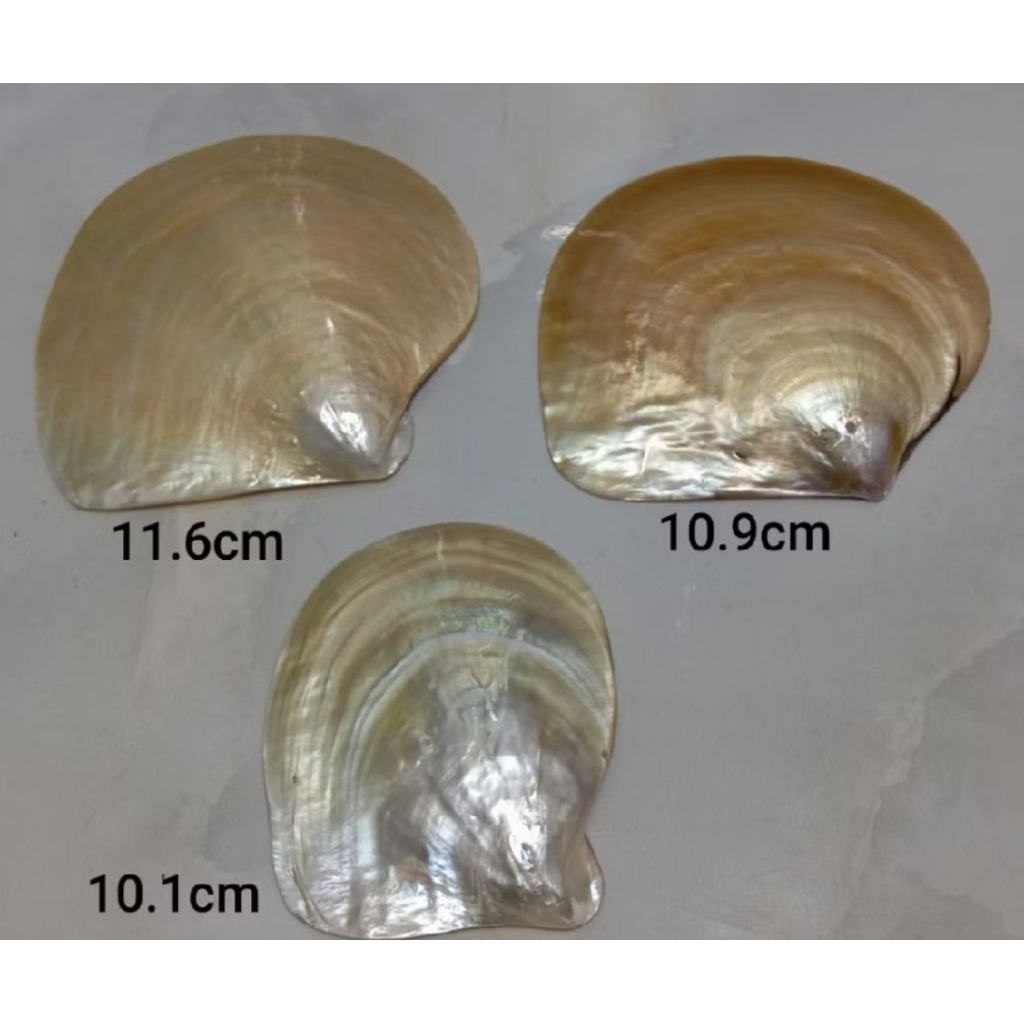 cangkang kerang mutiara 3 pcs