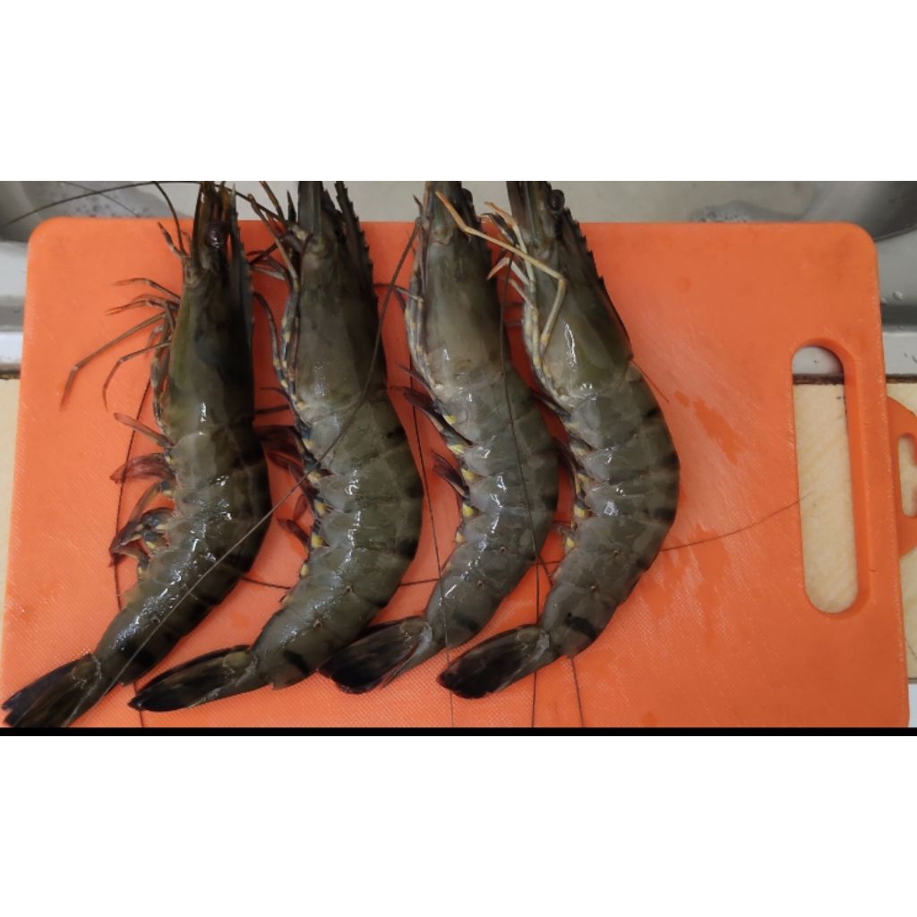 Udang Pancet/Windu Segar/Frozen Size 15-18 Berat 500 gram