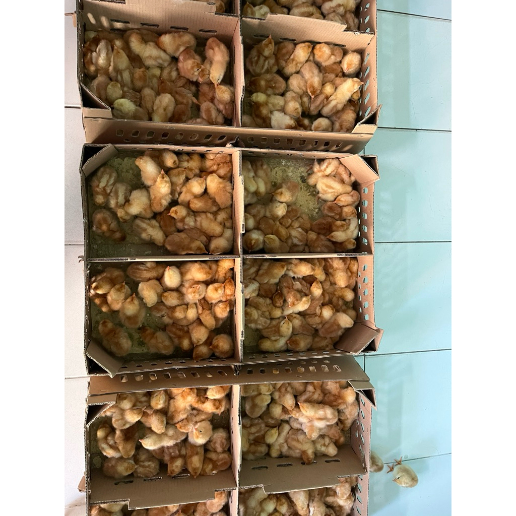1 box doc ayam petelur