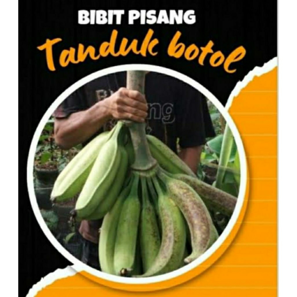 bibit pohon pisang tanduk botol