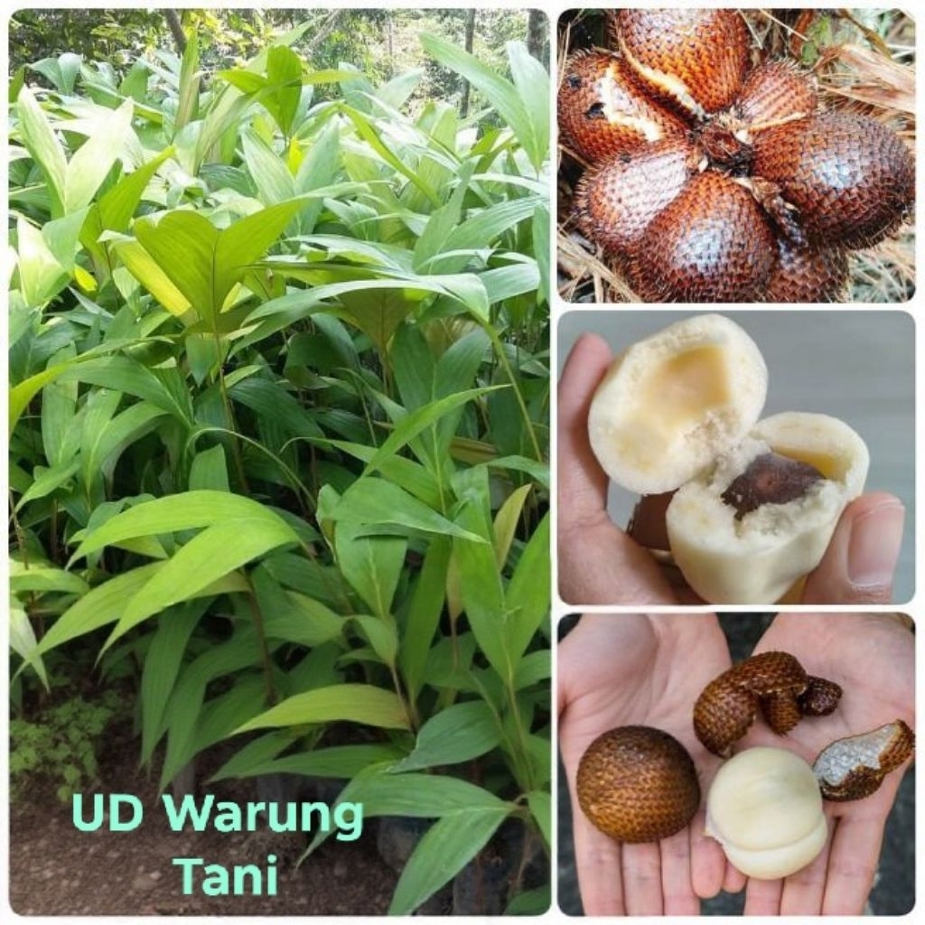Bibit Pohon Salak Pondoh Madu Tinggi 30 cm