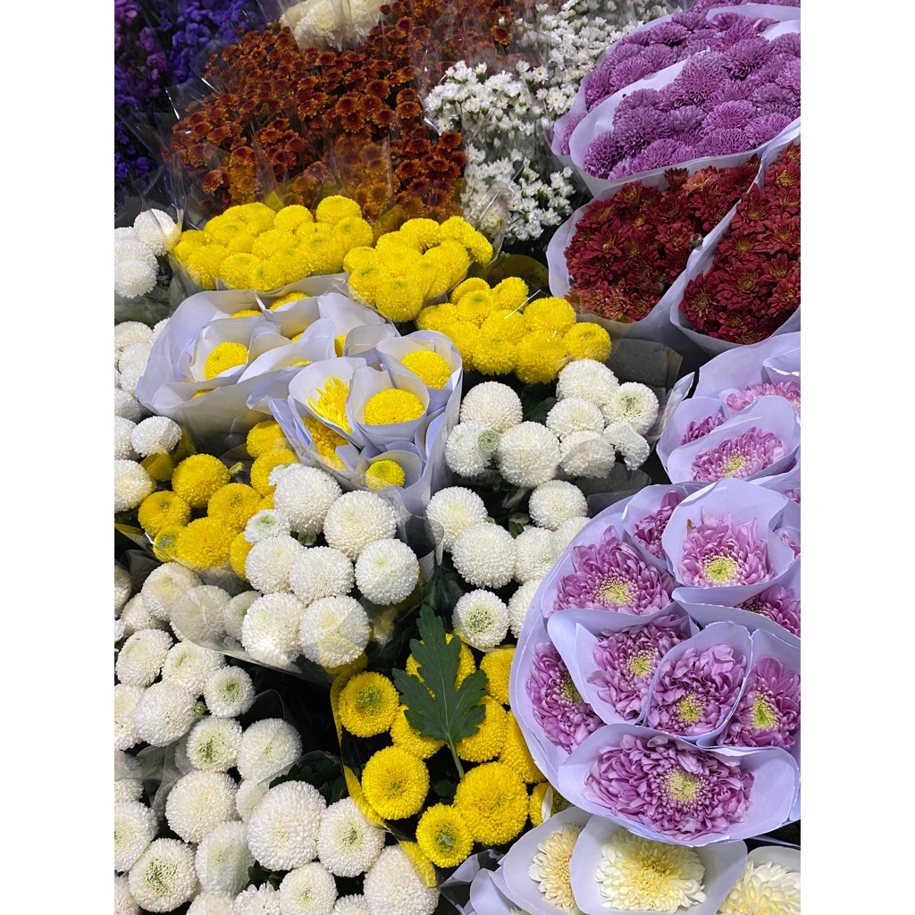Bunga Potong Krisan Pom Pom Segar - Bunga Potong Krisan Pom Pom Fresh