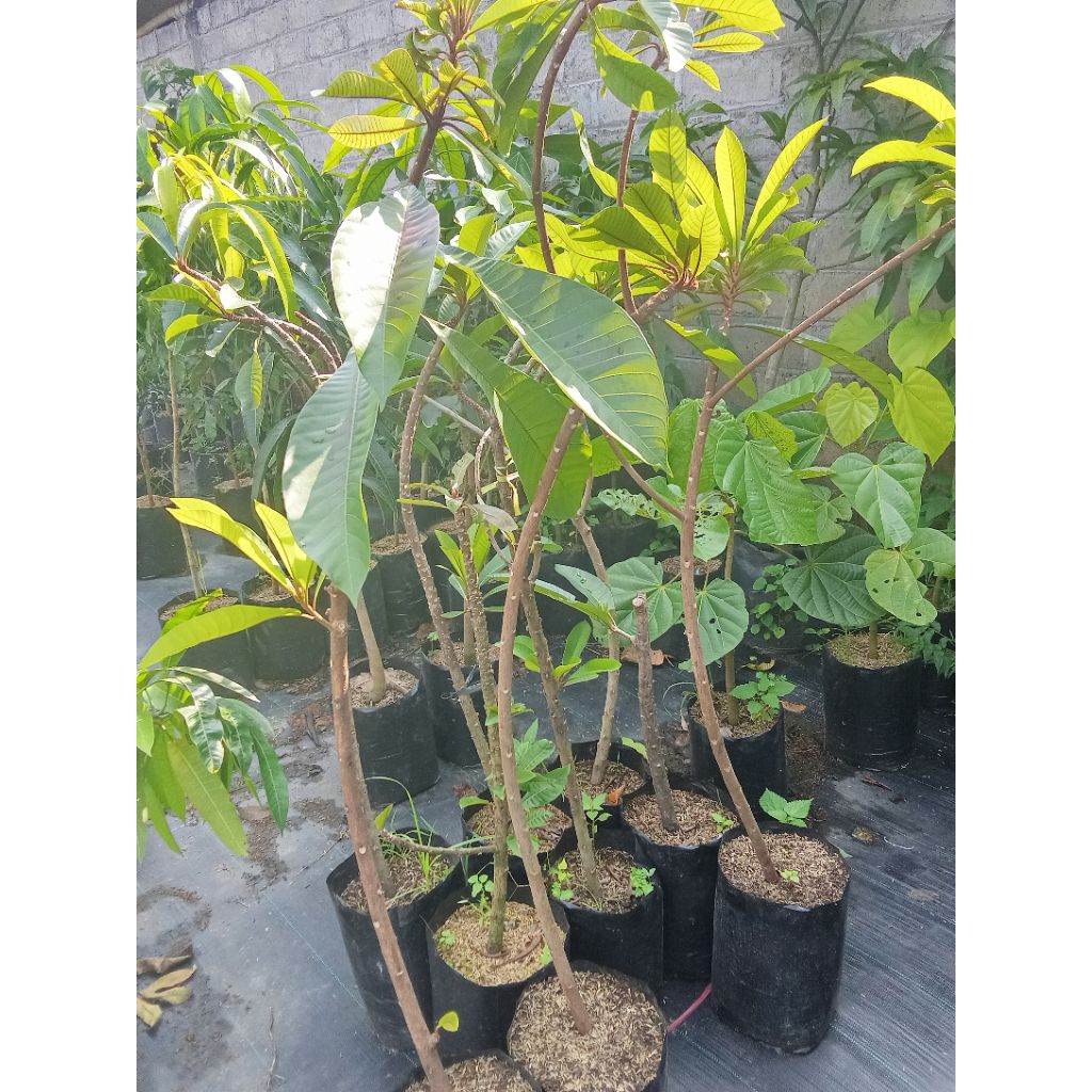 Tanaman buah sawo mamey sapote magana l cangkokan