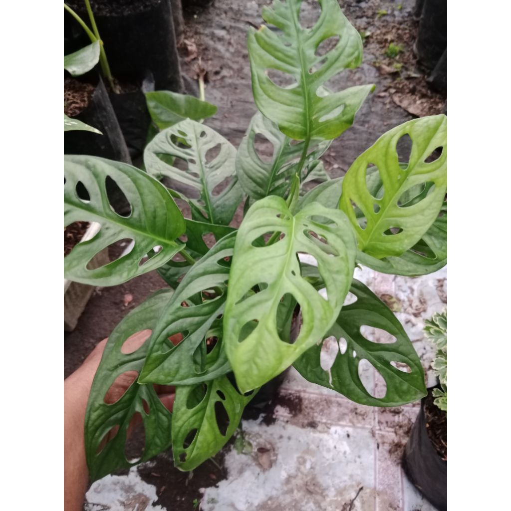 Janda bolong Acuminata trah varigata paketan 3 plan rimbun