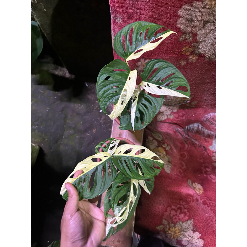 Tanaman Hias Janda Bolong Variegata Halfmoon / Janbol Jepang Varigata Halmoon / Monstera Acuminata V