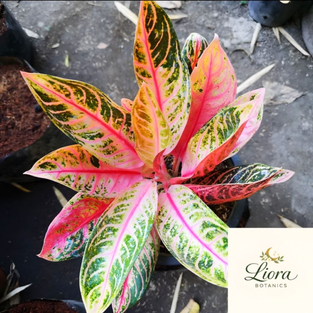 GRATIS ONGKIR | BIBIT AGLONEMA RED SUMATRA MUTASI TANAMAN HIAS PREMIUM SIAP TANAM