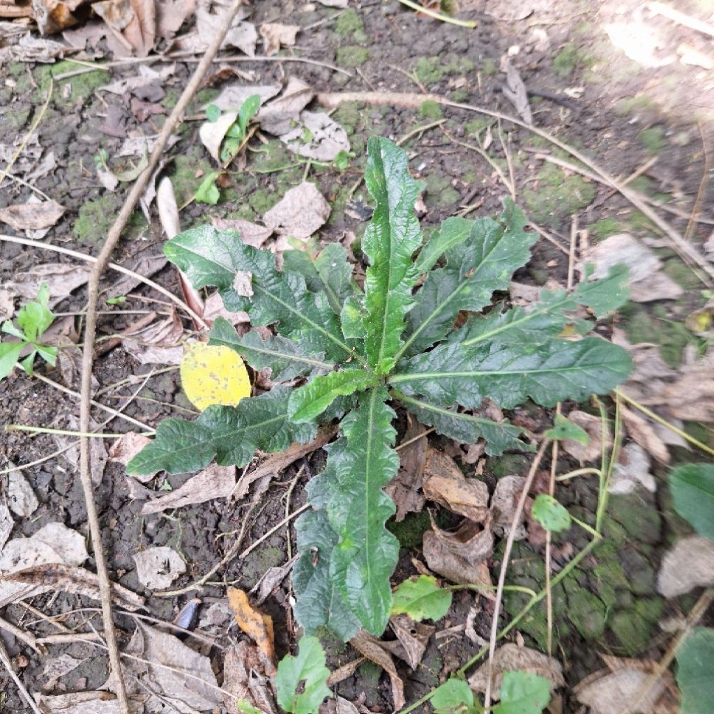 Tanaman Herbal Tapak Liman Segar / Elephantopus scaber - Tanaman Obat Apotek Hidup