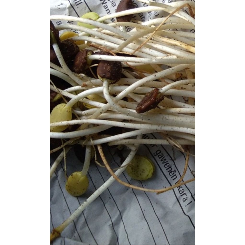 KECAMBAH ALE 100 gram