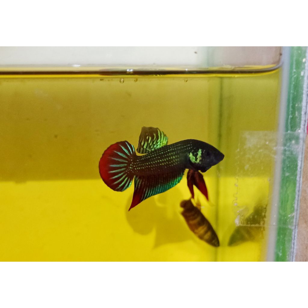 WildBetta Imbellis Ori M