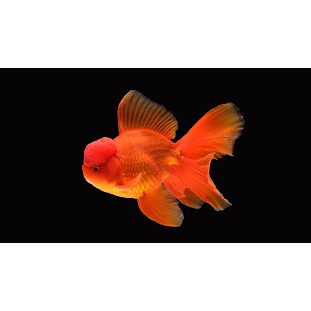 MAS KOKI ORANDA MERAH