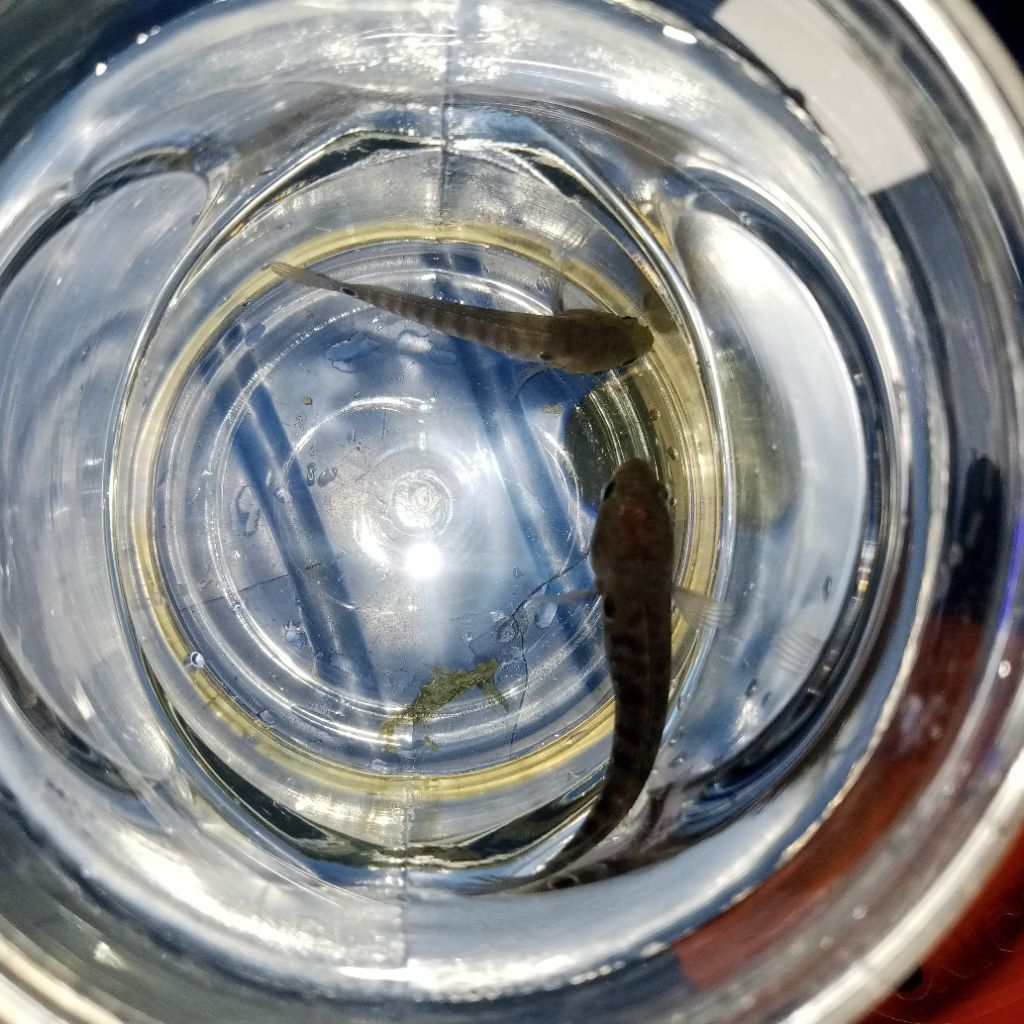 Gratis Toples ikan isi 1pair asiatica udah akur dari kecil