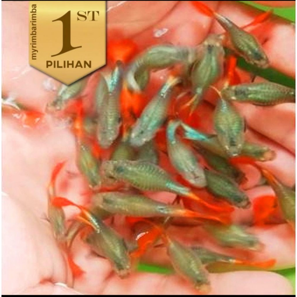 Isi 10 ekor Guppy PRTDE Betina Dumbo Ear Ikan Hias Hiasan Aquarium Aquascape