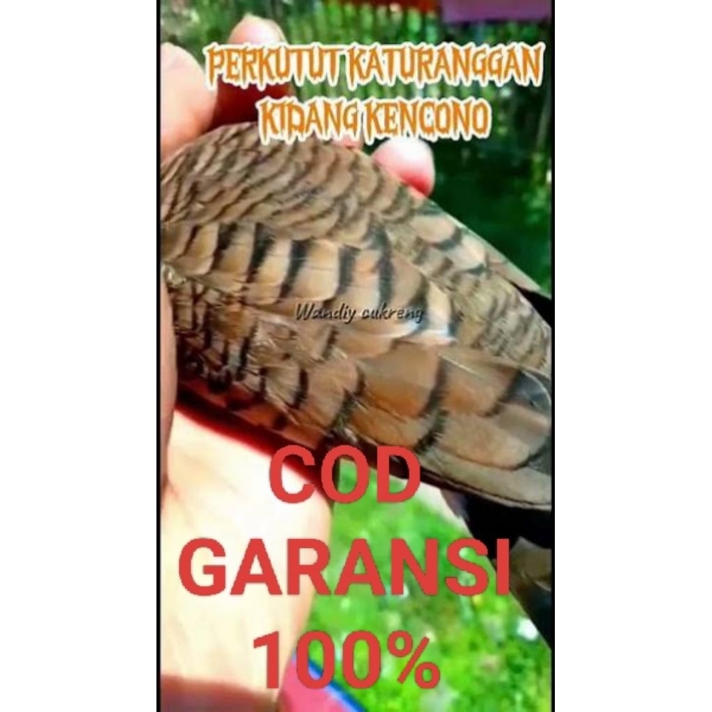 PERKUTUT KATURANGGAN KIDANG KENCONO ASLI LOKAL MADURA