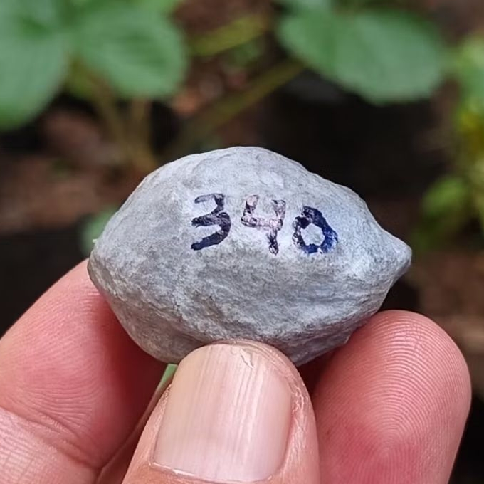 Muncang adu jayanti pait jr kode 340.