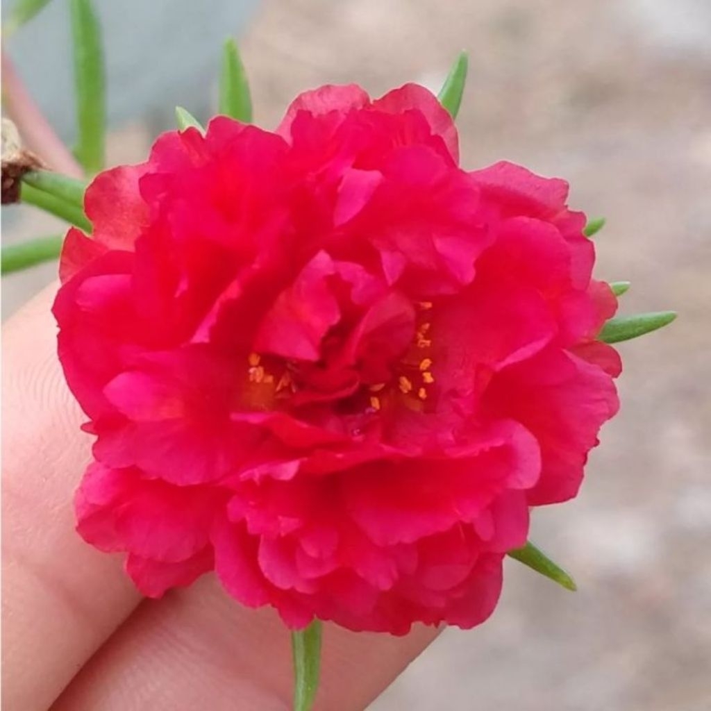 tanaman hias bunga krokot mawar merah